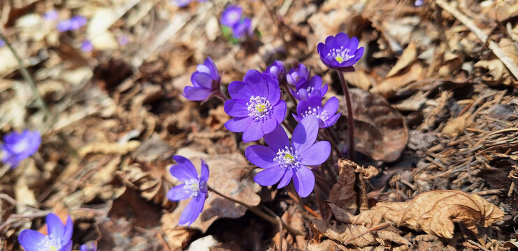 Panorama of blue mountain flowers anemone ( anemonoides, hepatica nobilis ) blooming in dry grass and branches in the forest.