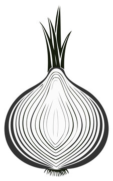 Black and white illustration of a cut onion revealing its layers and roots