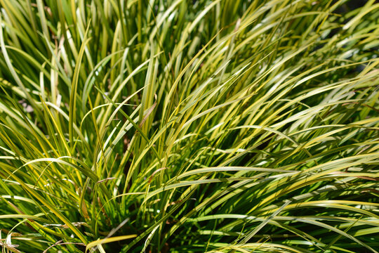Golden variegated Sweet Flag leaves - Latin name - Acorus gramineus Ogon