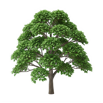 Green leafy tree with full foliage standing alone isolated on transparent background