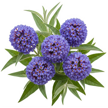 Fresh purple ball-shaped flowers with green leaves isolated on transparent background
