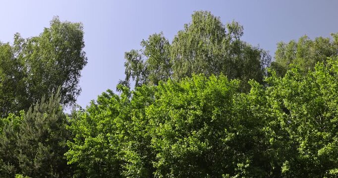 landscape with green foliage of different types of trees against a blue sky in sunny weather, green foliage of an oak tree growing in a field in the summer season