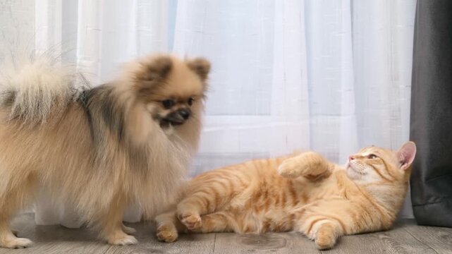 A cute Pomeranian dog plays with a ginger cat on the floor at home