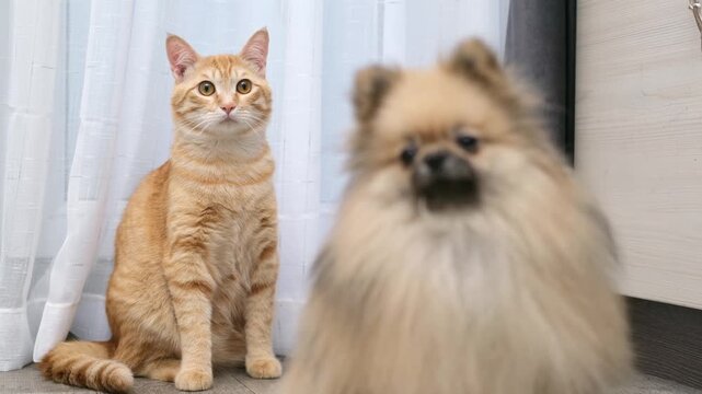 A cute Pomeranian dog plays with a ginger cat on the floor at home