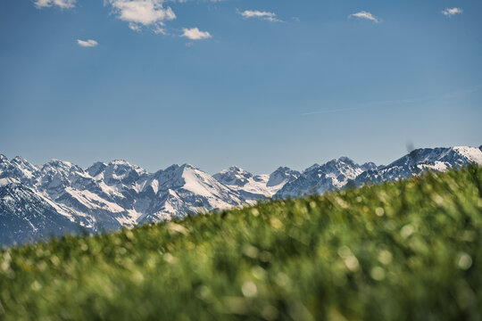 Snow-Capped Peaks of the Allgaeu Alps under Blue Sky, Panoramic View over Green Spring Meadow with Bokeh Effect, Oberstdorf Mountain Range, Bavaria, Germany