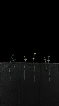 Seeds of Mimosa pudica (touch-me-not) were planted in a rhizobox to study the effects on root growth. Seeds germinated, grew, and developed leaves within 63 days. Vertical orientation.