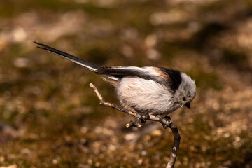Orite à longue queue © JAG IMAGES