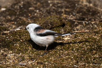 Orite à longue queue © JAG IMAGES