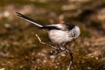 Orite à longue queue © JAG IMAGES