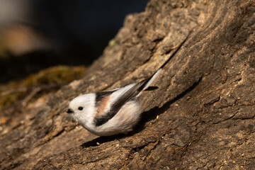 Orite à longue queue © JAG IMAGES