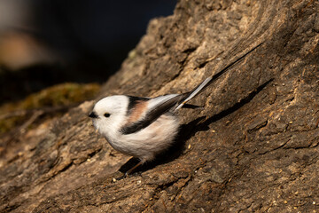 Orite à longue queue © JAG IMAGES