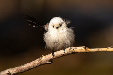 Orite à longue queue © JAG IMAGES