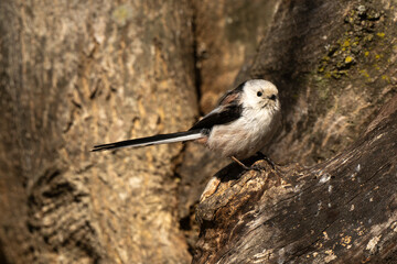 Orite à longue queue © JAG IMAGES