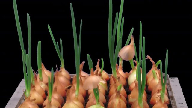 Time lapse of growing green onions (Allium cepa) with ALPHA transparency channel isolated on black background