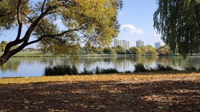 Birches and willows with yellowed foliage grow on the grassy shore of the lake next to an asphalt pedestrian path strewn with fallen leaves. There are buildings on the far shore. Sunny autumn weather