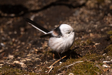 Orite à longue queue © JAG IMAGES
