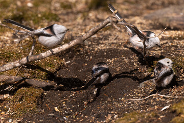 Orite à longue queue © JAG IMAGES