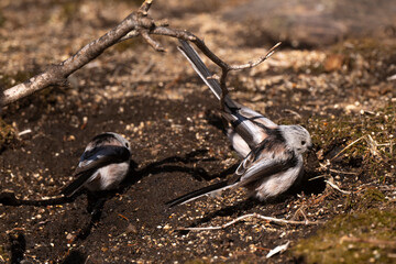 Orite à longue queue © JAG IMAGES