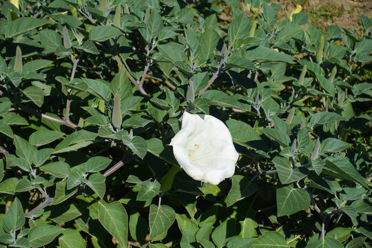 Solitary white flower in the leafage of Datura innoxia in September