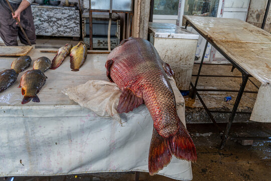 Fish market in old Mosul, Iraq