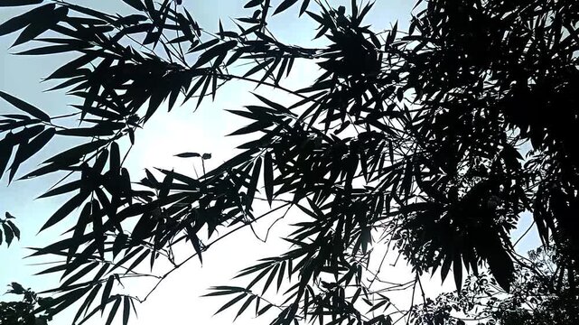 bamboo leaves blowing in the wind during the day