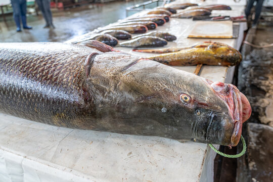 Fish market in old Mosul, Iraq