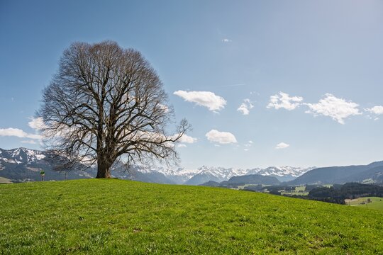 Solitary Tree on Green Hill with Panoramic View of Snow-Capped Allgaeu Alps and Oberstdorf Mountains, Scenic Spring Landscape under Blue Sky, Bavaria, Germany