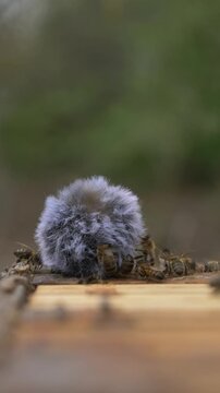 Video footage with ASMR sound of bees flying around microphone on beehive in spring