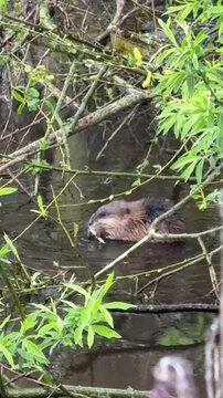 Bisamratte frisst im Wasser unter Weiden in Deutschland &ndash; Ondatra zibethicus  nagt an Zweig und erreicht frische Bl&auml;tter im Fr&uuml;hlingsgr&uuml;n