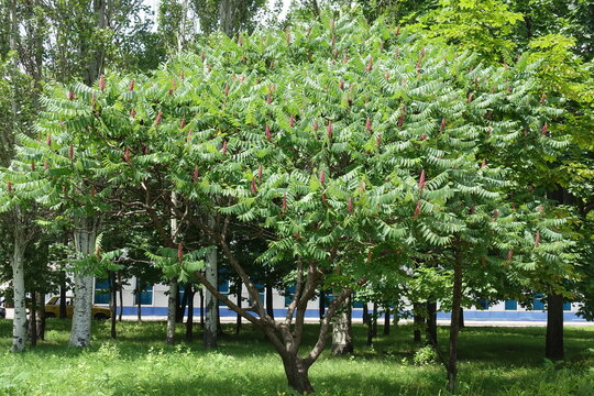 Tree of Rhus typhina with pink fruits in the leafage in June