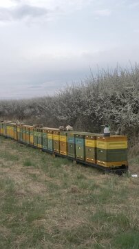 Beehives in mid-April apiary with blooming trees background, spring, Poland.