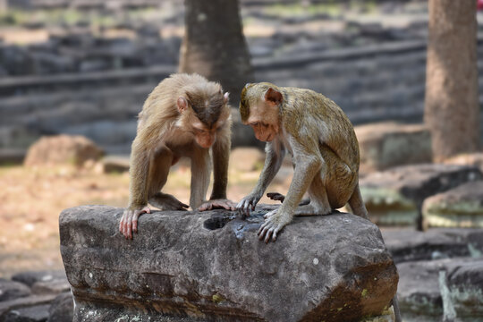Two monkeys exploring stone ruins in ancient temple site