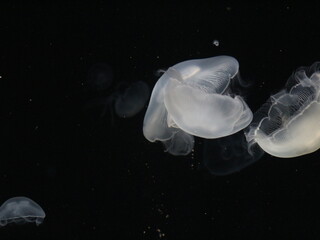 jellyfish in aquarium © 唯 中村