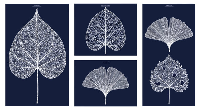 Set of skeleton leaves on dark blue background, botanical illustration of leaf veins, intricate plant structure, natureinspired art, minimalist foliage collection, delicate leaf skeletons