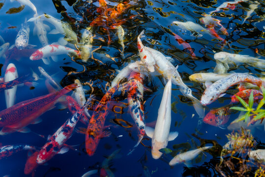 Colorful japanese Koi fish swimming gracefully in a garden pond