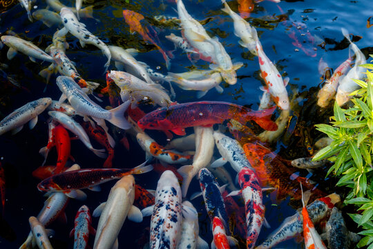 Colorful japanese Koi fish swimming gracefully in a garden pond