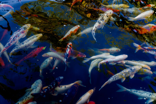 Colorful japanese Koi fish swimming gracefully in a garden pond