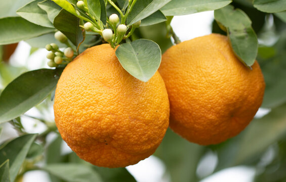 Bitter orange (Citrus &times; aurantium), a hybrid citrus fruit resulting from a cross between the pomelo (Citrus maxima) and the mandarin orange (Citrus reticulata). Also known as Seville, sour, or marmala
