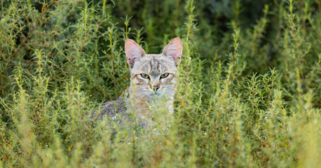 An African wild cat close-up. © Jurgens