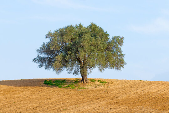 An ancient lonely olive tree (Olea europaea). Olive trees are incredibly resilient and can live for thousands of years, 