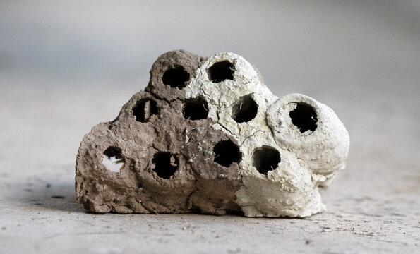  A nest built by a mud dauber wasp, specifically a species like the Black and Yellow Mud Dauber (Sceliphron caementarium).  The nest is constructed using mud or clay, which the wasp shapes into cylind