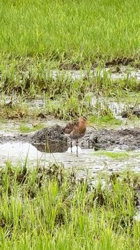 Beringte Uferschnepfen M&auml;nnchen und Weibchen bei Gefiederpflege in Deutschland &ndash; Limosa limosa im Feuchtwiesenhabitat im nat&uuml;rlichen Verhalten