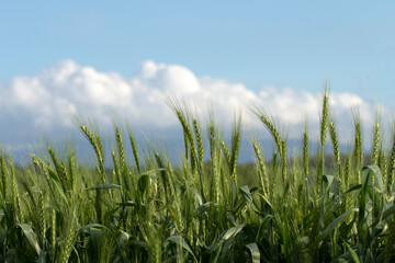 Fototapeta premium A field of young, green wheat crops in their early growth stage in Mediterranean nature in April
