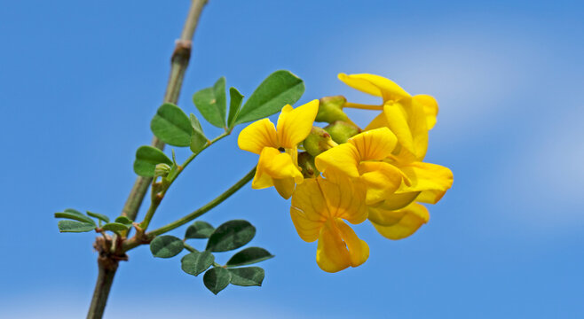 Scorpion Senna (Hippocrepis emerus, formerly Coronilla emerus) as a spring nature background