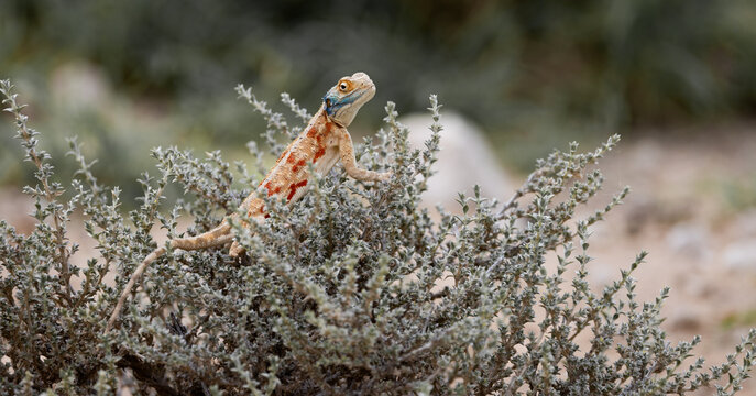 a common ground agama in a bush