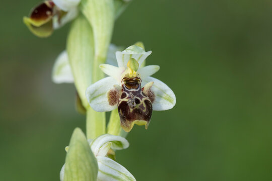 Oriental orchid (Ophrys umbilicata) in field in springtime