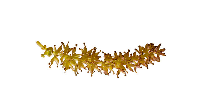Male flowers (catkins) of a white mulberry tree (Morus alba) isolated on white background