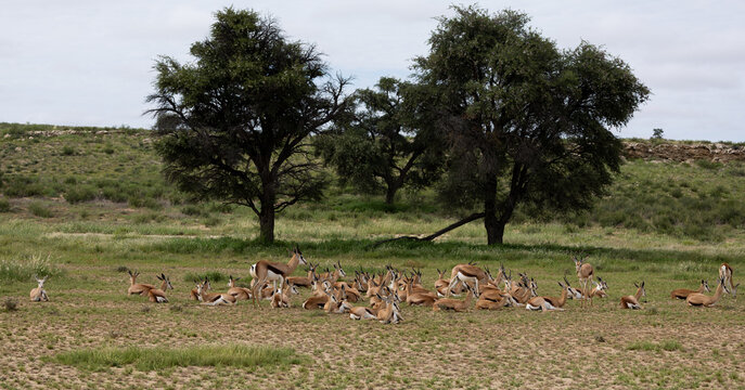a large herd of springbuck resting together