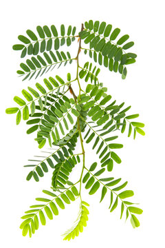 A leafy green plant with a long stem