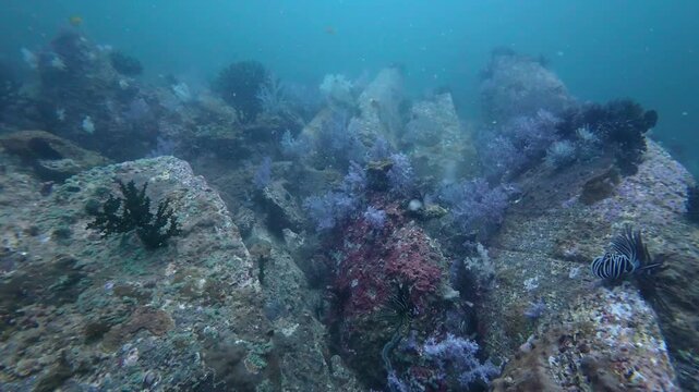 Koh Lipe, Thailand: Footage of corals on underwater large rocks and boulder in the Stonehenge, famous dive site in Koh Lipe, South Thailand in the Andaman sea.